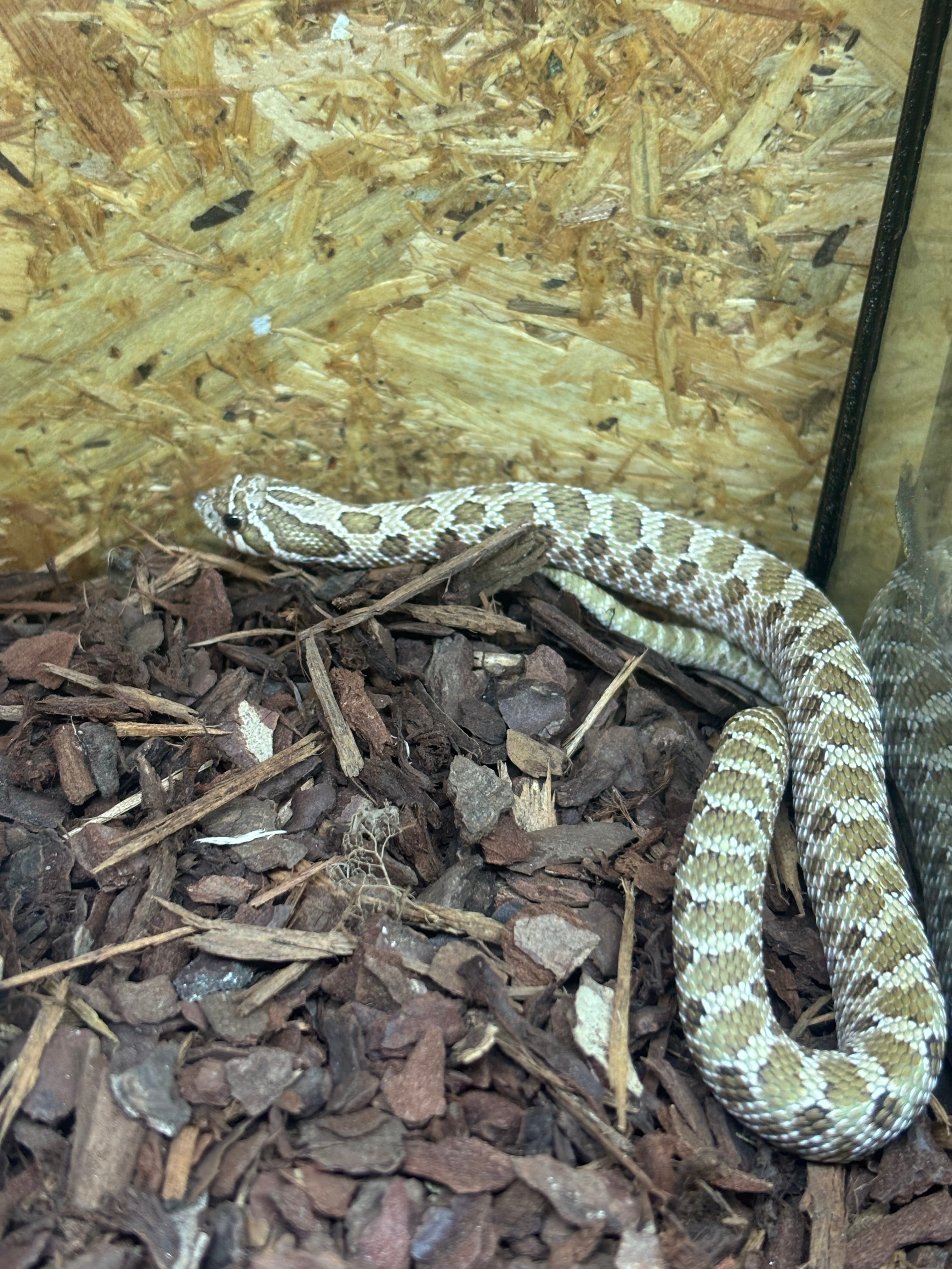 Western Hognose Snake