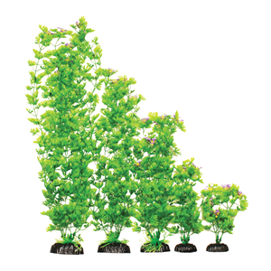 Hugo Ranunculus Tall 13Cm - Tropical Supplies North East