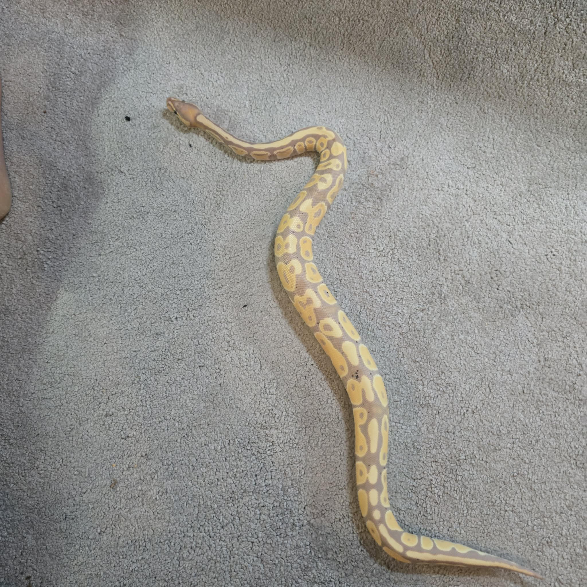 Banana Het Pied Python CB25 - Male