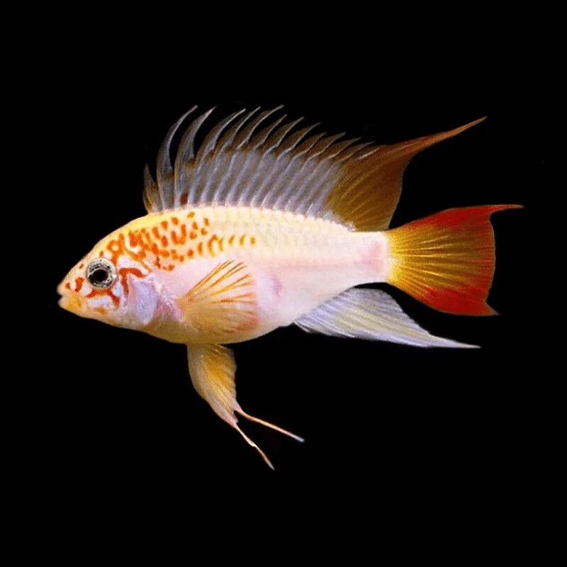 Apistogramma Viejita Gold Pair 3-4cm