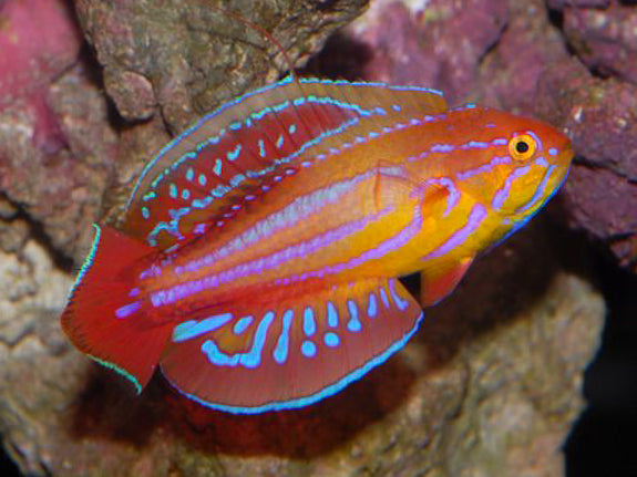 8 Line Flasher Dwarf Parrot MED