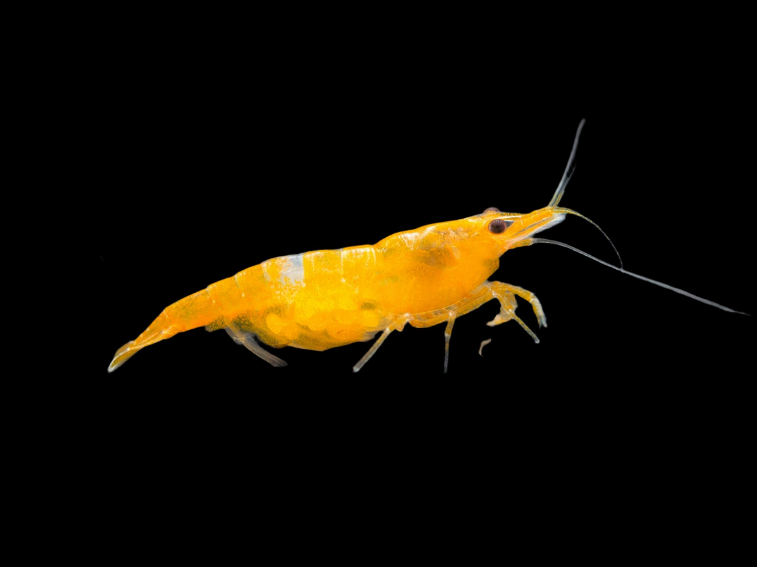 Orange Sakura Shrimp 1.5cm - Tropical Supplies North East