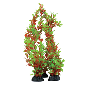Hugo Ludwigia Red Green 30Cm - Tropical Supplies North East