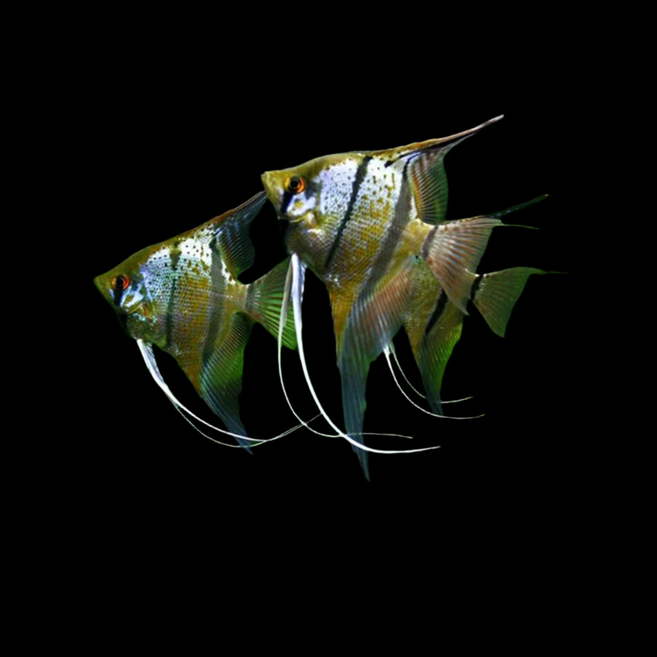 Rio Itaya Angelfish 4-5cm