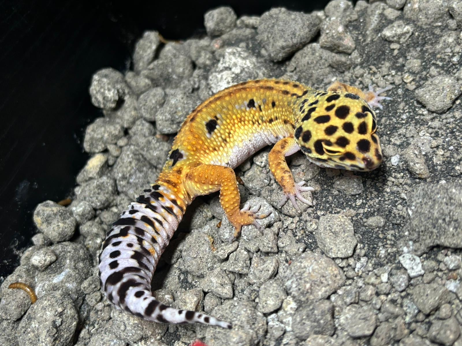 Priscilla Clown NKH Leopard Gecko CB24 Female