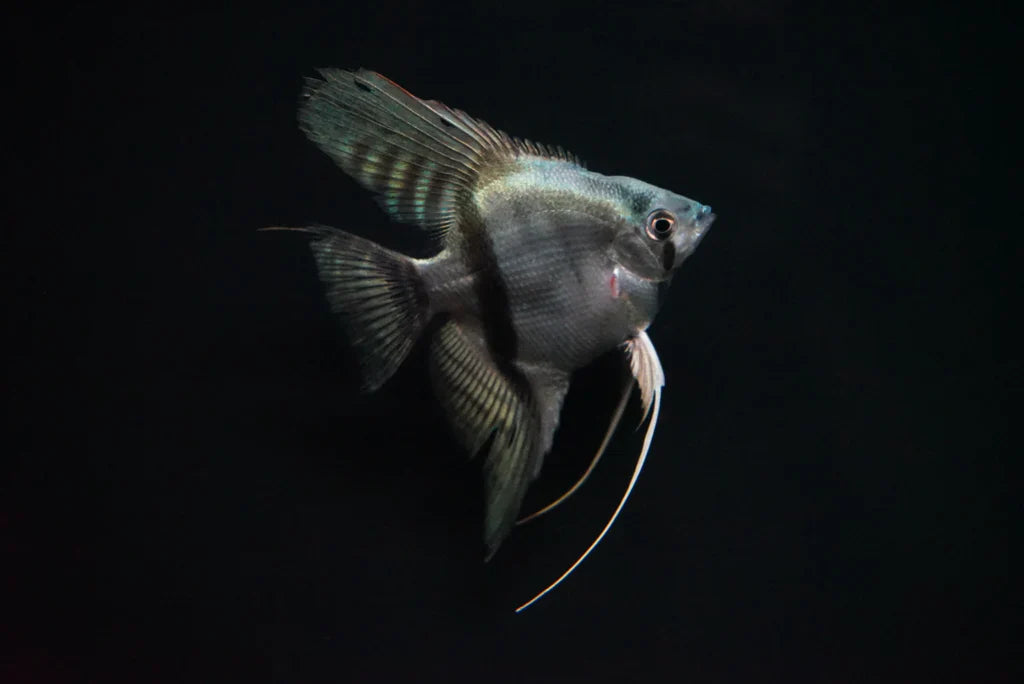 Ghost Angelfish 3-4cm angel discus