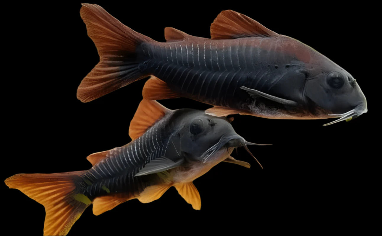 Venezuelan Black Corydoras 3-4cm catfish