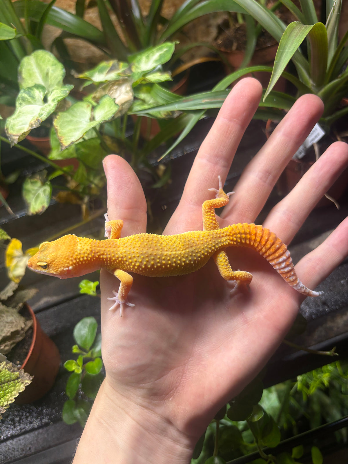 Super Hypo Carrot Tail Leopard Gecko CB26