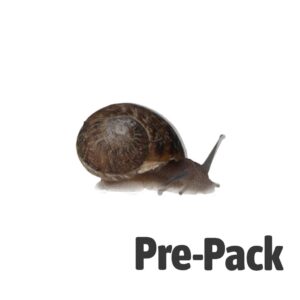 Live Feeder Snails Pre Pack