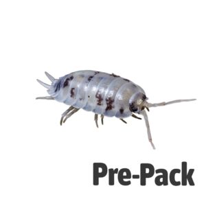 Live Dairy Cow Woodlice Pre Pack