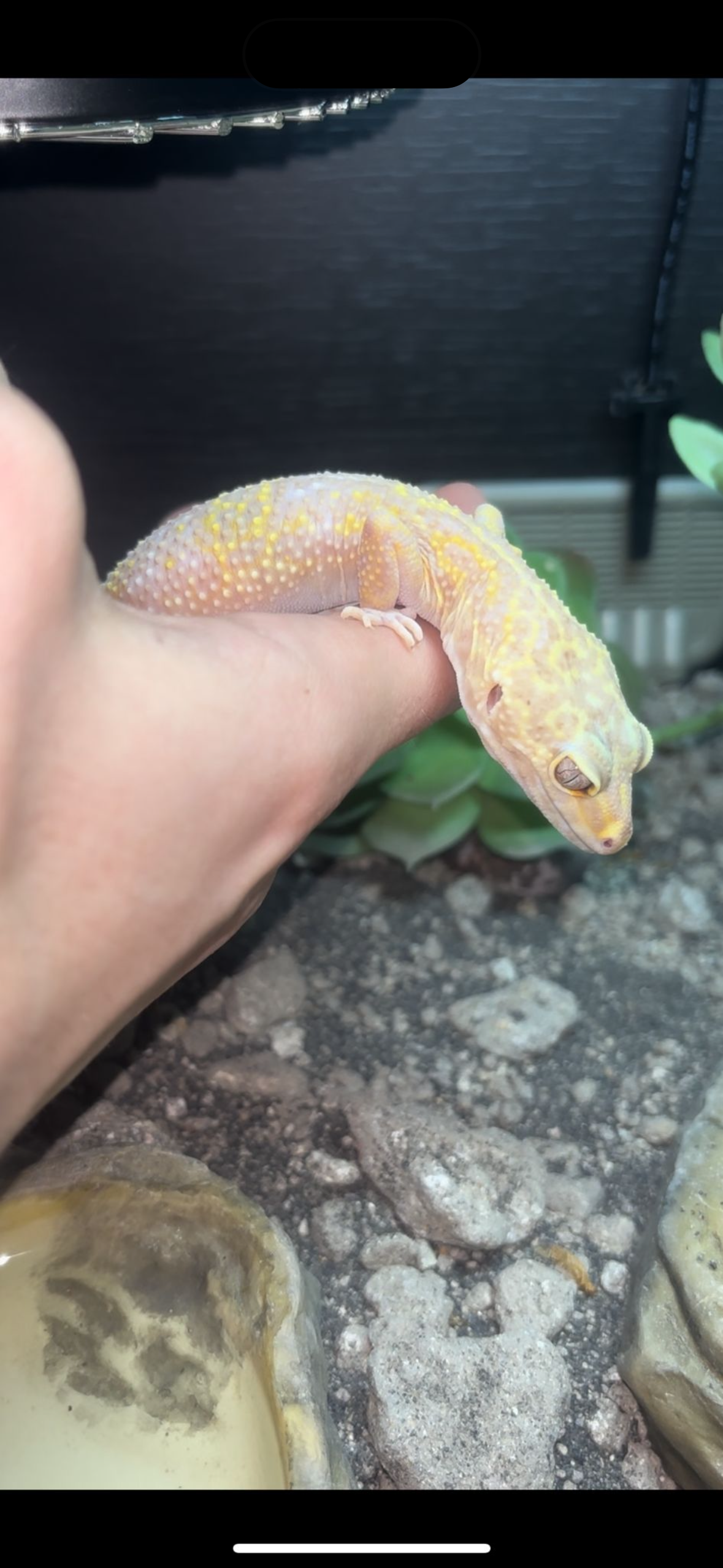 Tremper Albino Leopard Gecko