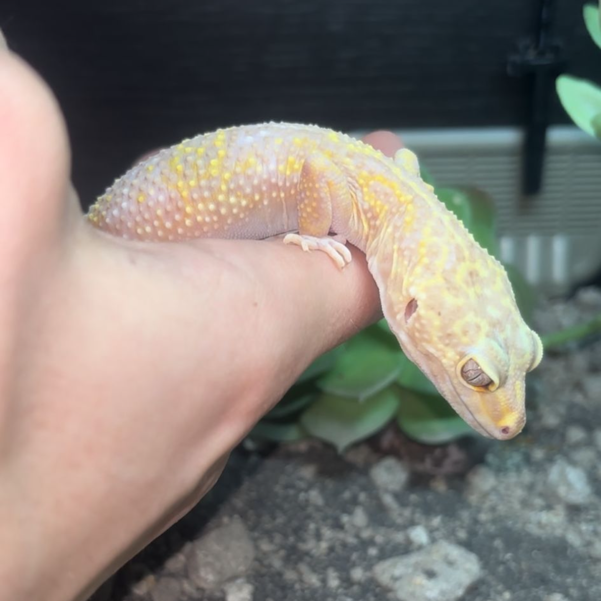 Tremper Albino Leopard Gecko