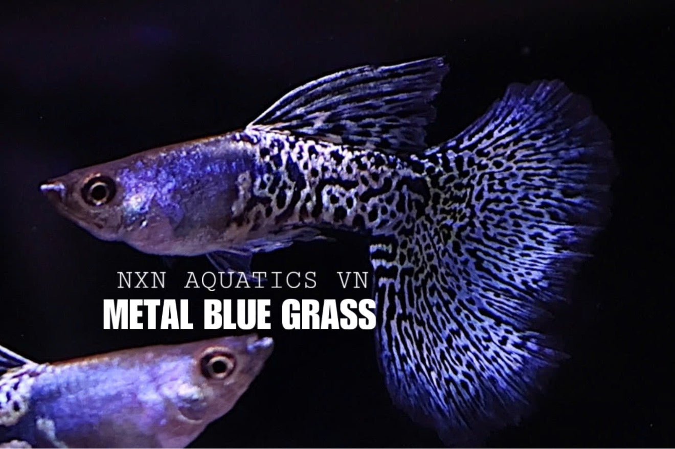 Metal Blue Grass Guppy Pair 3-4cm