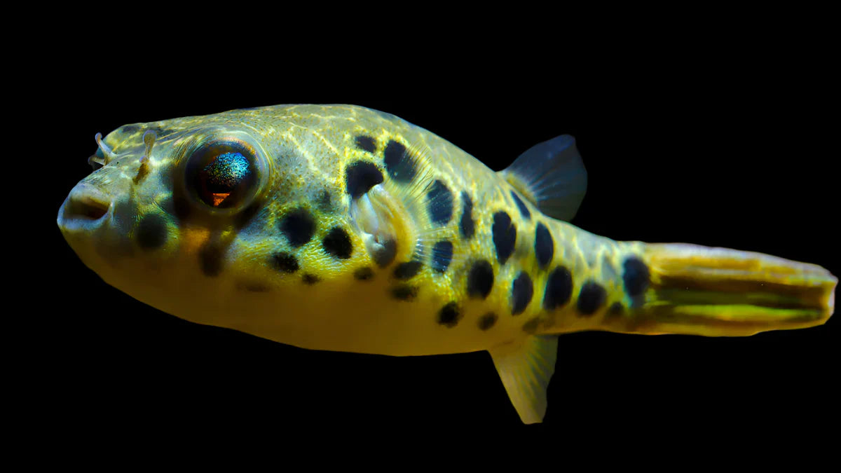 Spotted Congo Puffer 6cm odd