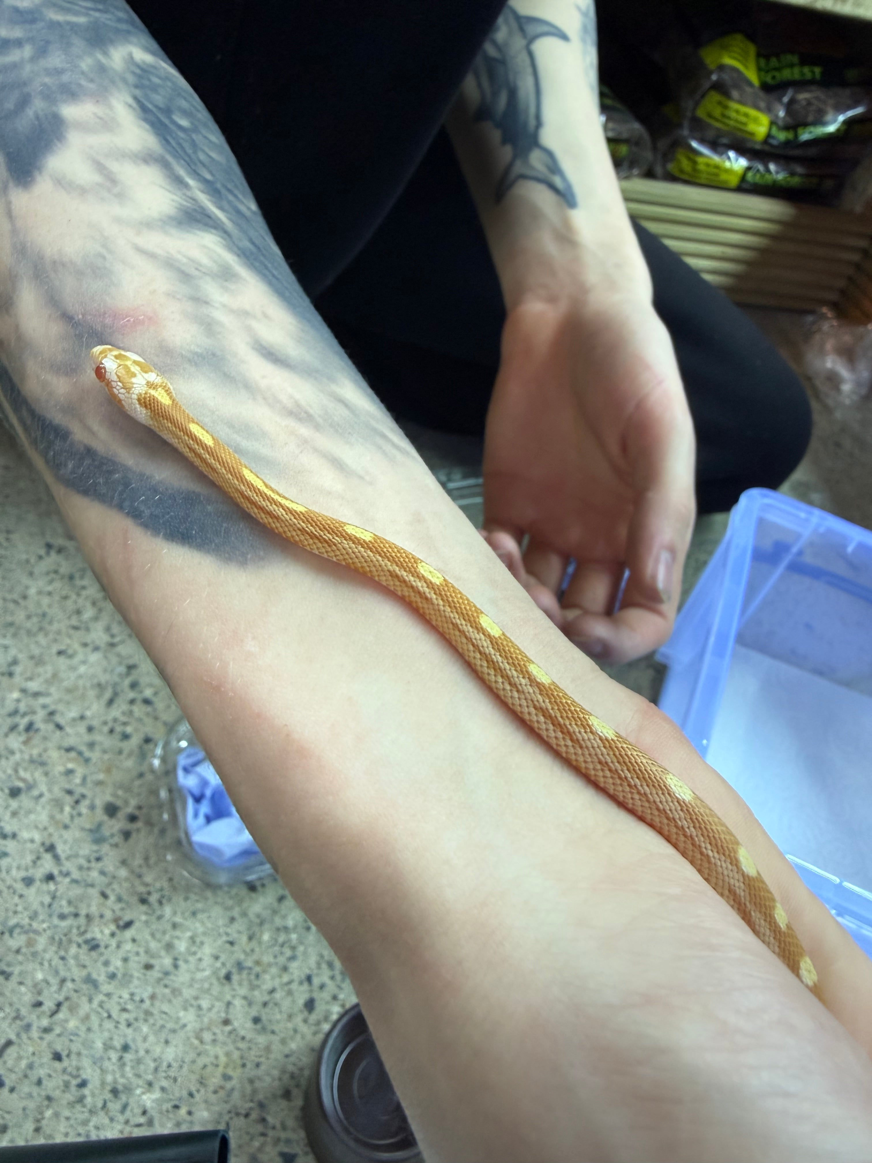 Butter Mottle Corn Snake CB26