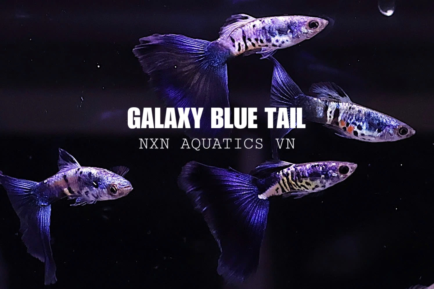 Galaxy Blue Tail Guppy Pair 3-4cm