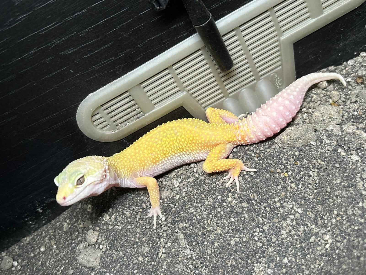 CB Albino Leucistic Leopard Gecko