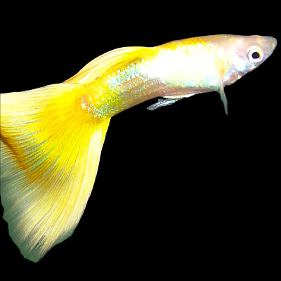 Golden Yellow Male Guppy 3cm - Tropical Supplies North East
