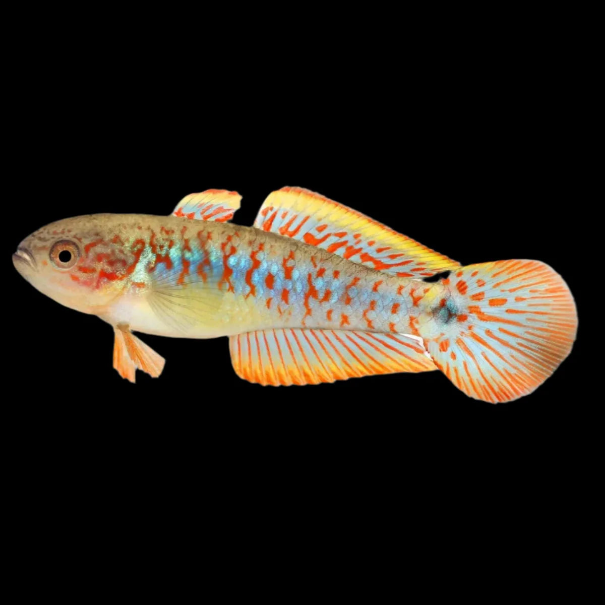 Peacock Goby 3-4cm odd