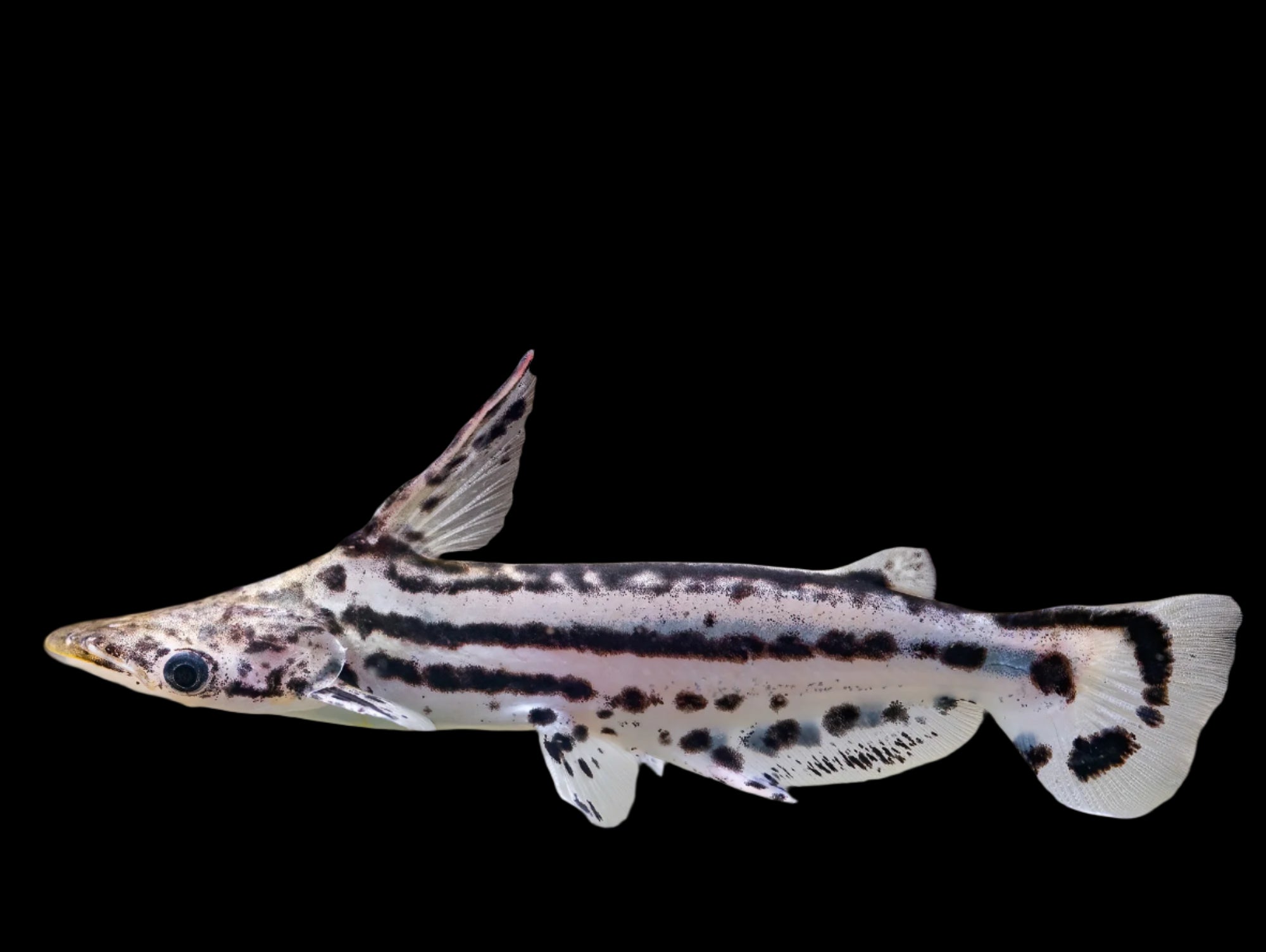 Duckbill Catfish Ageneiosus Magoi 15cm