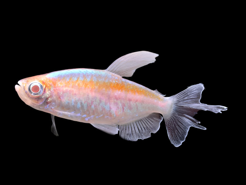 Albino Congo Tetra 3-4cm - Tropical Supplies North East