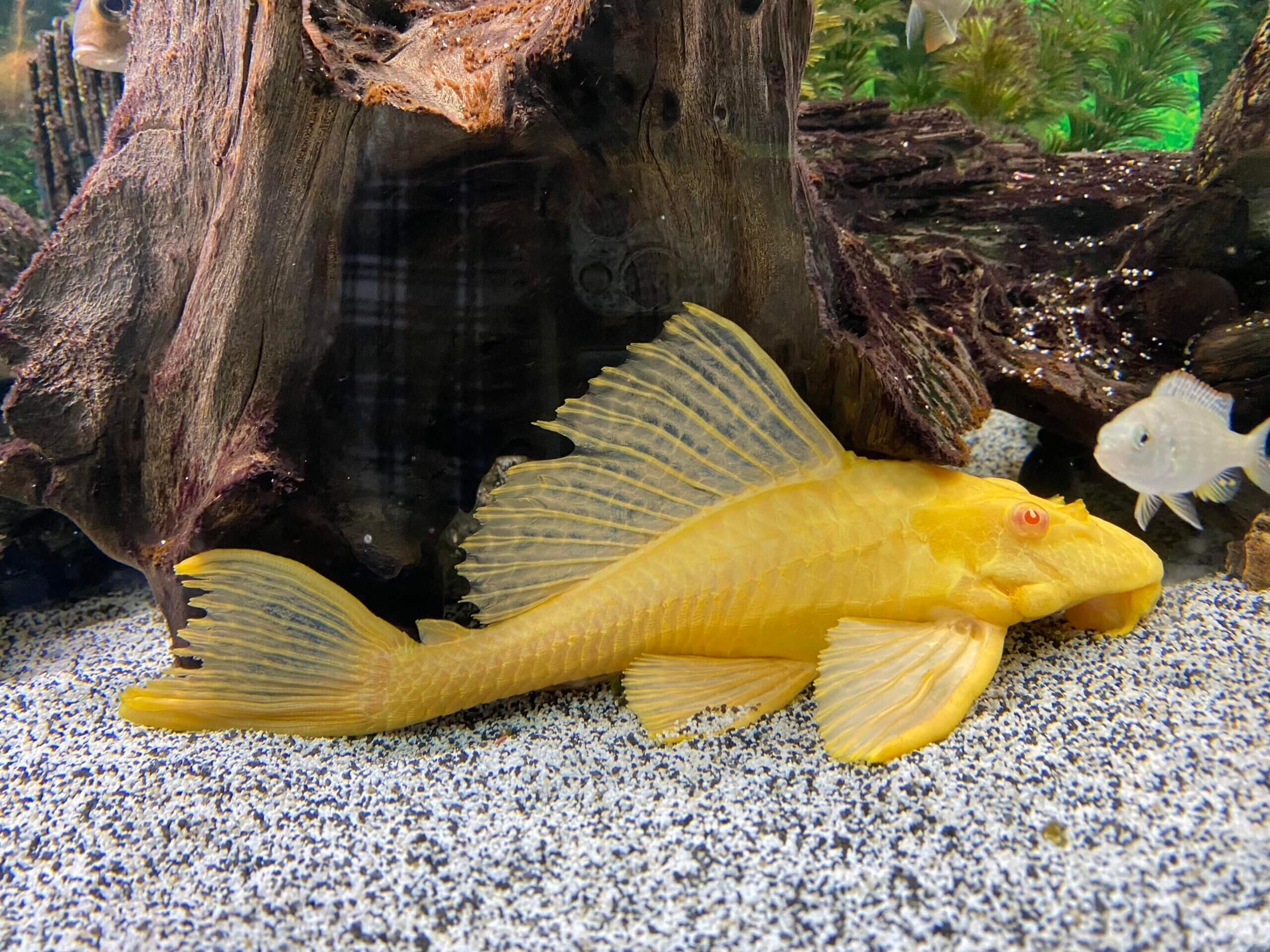 Albino Common Pleco 7cm