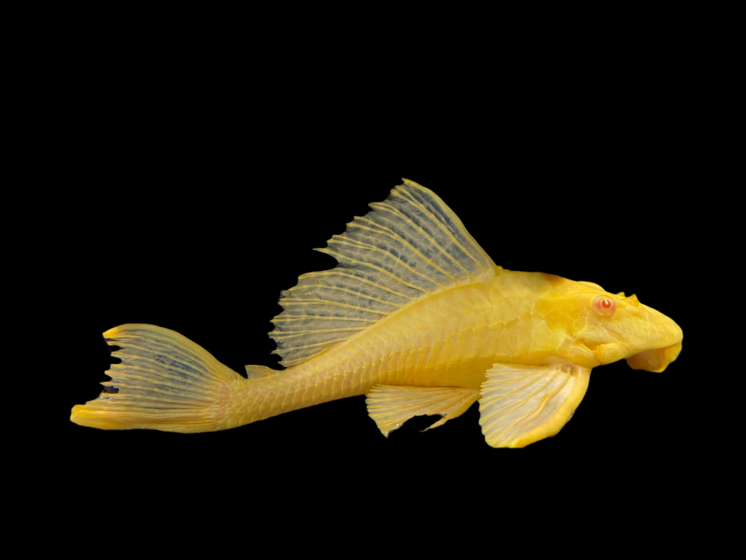 Albino Common Pleco 7cm