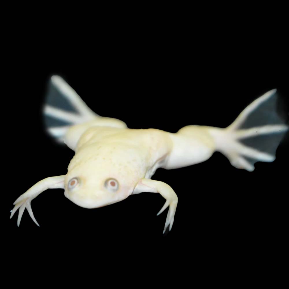 Beige African Frogs