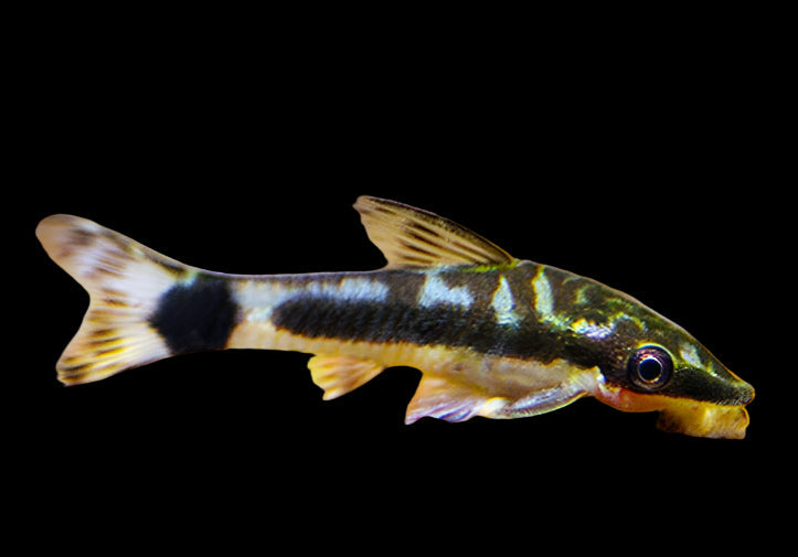 Otocinclus Marinae 2.5cm