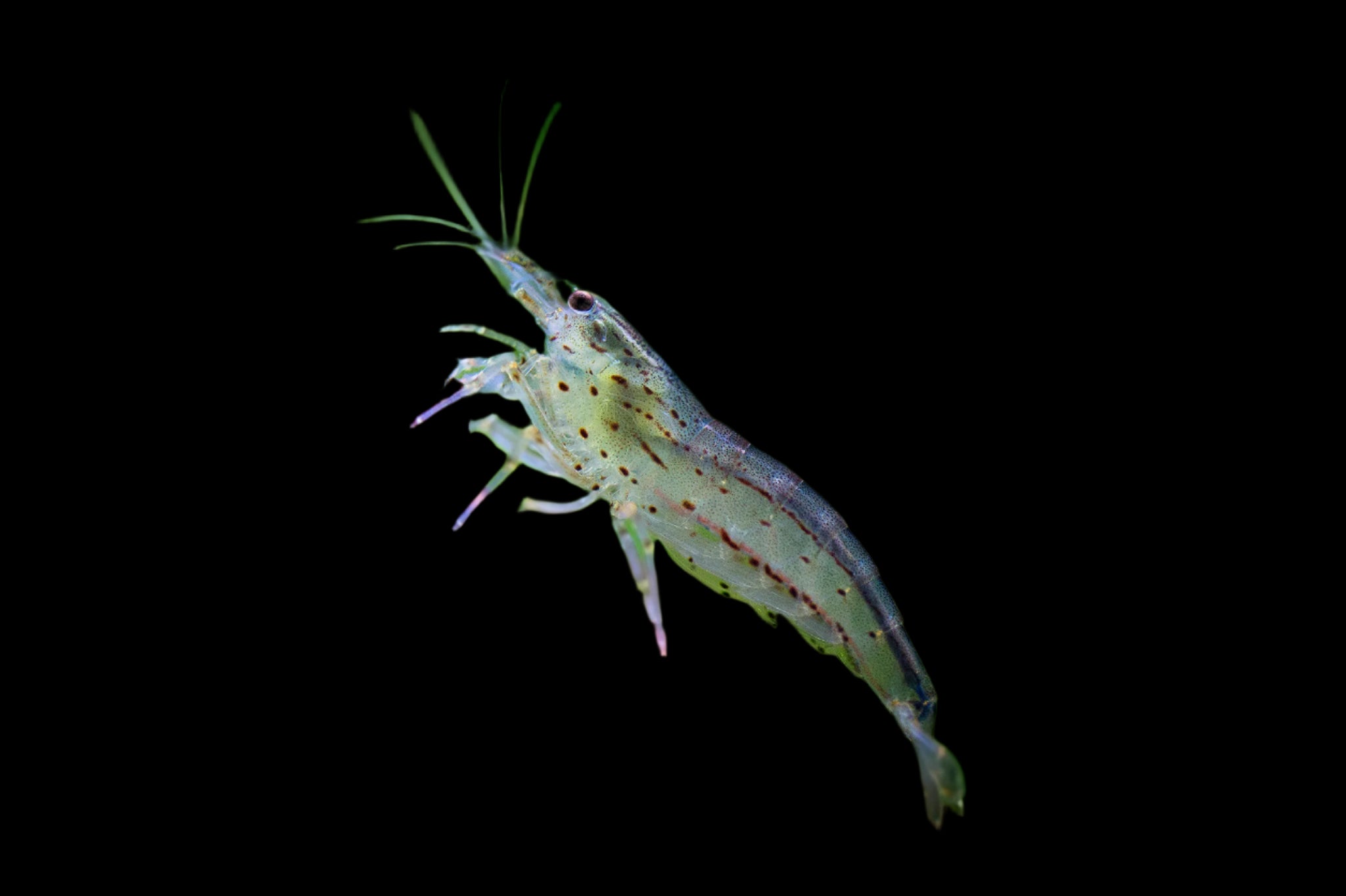 Amano Shrimp 2cm