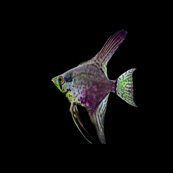 Leopard Angelfish 4cm angel discus