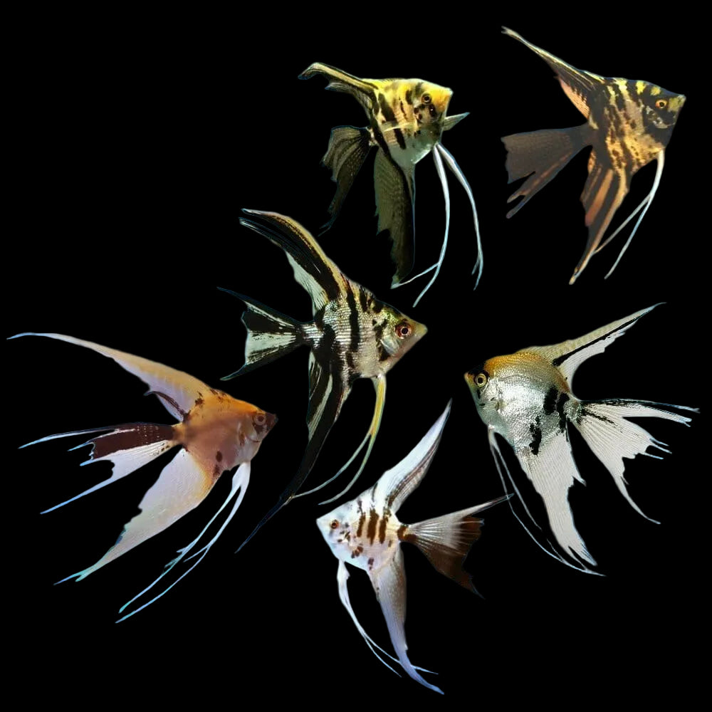 Assorted Veiltail Angelfish 4cm