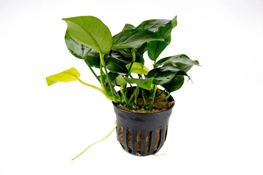 Anubias Mix aquatic plant