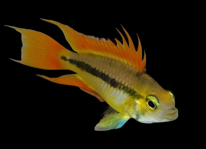 Apistogramma Cacatuoides Double Orange Pair 3-4cm