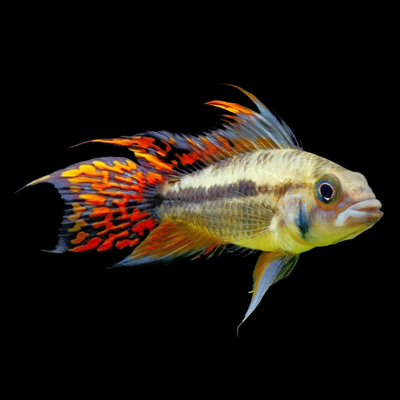 Apistogramma Cacatuoides Double Red Pair 3-4cm