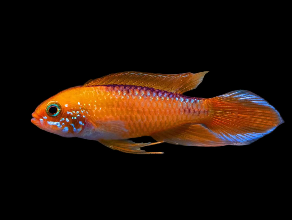Apistogramma Agassizii Fire Red Pair 3-4cm