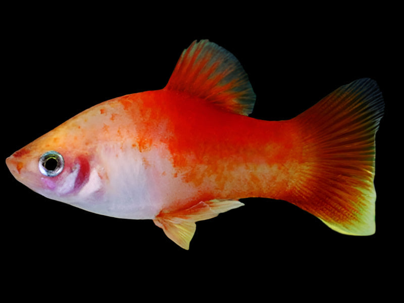 Apple Platy 3.5cm