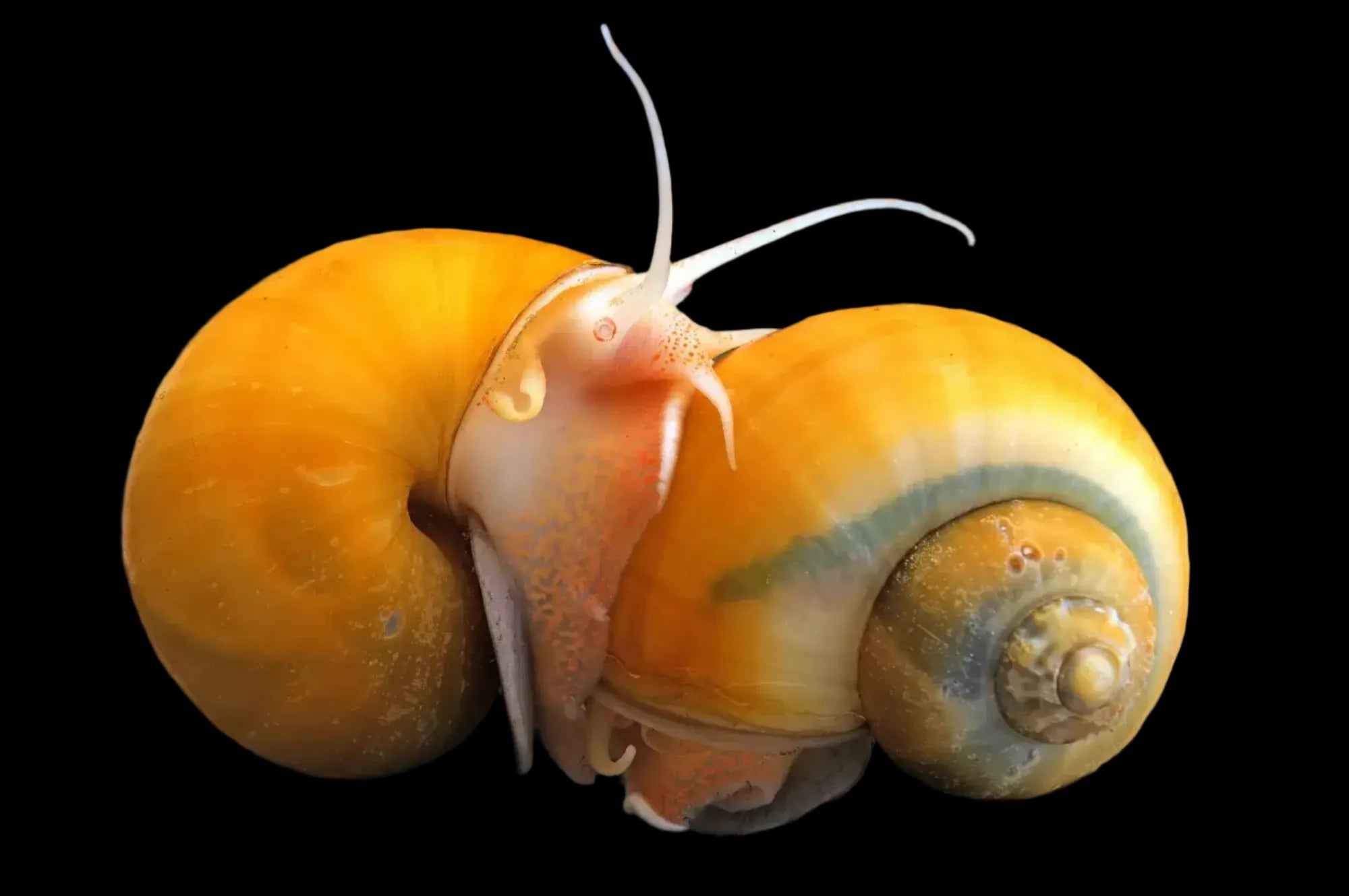 Yellow Apple Snails 3cm shrimp