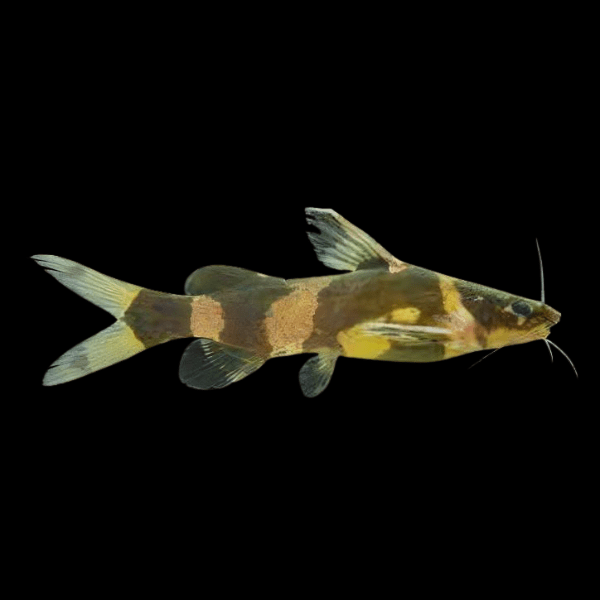 Asian Bumblebee Catfish 6cm