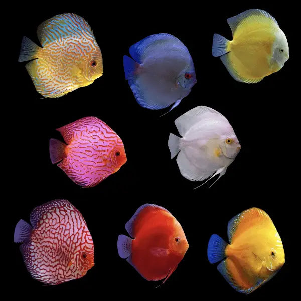 Assorted Vietnamese Grade A Discus 3.5"