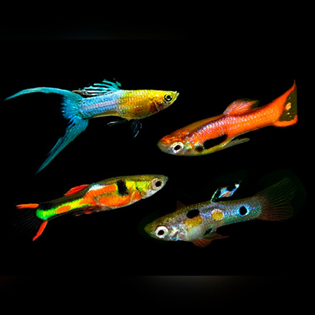 Assorted Male Endler Guppy 2.5cm