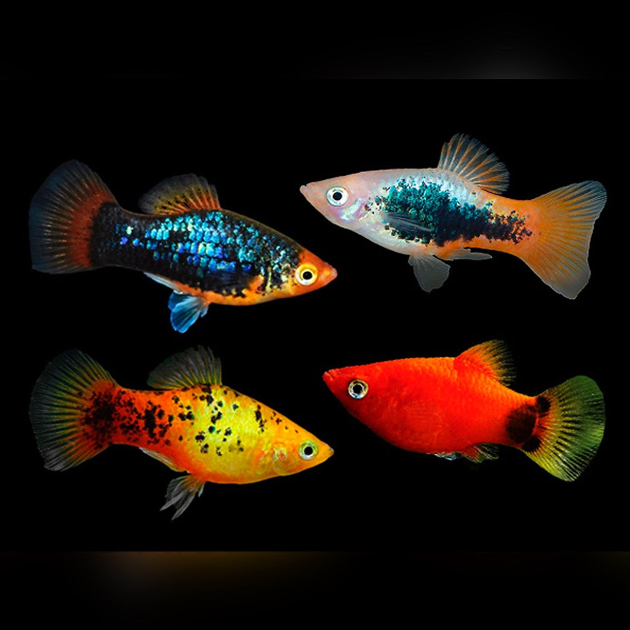 Assorted Platy 3.5cm