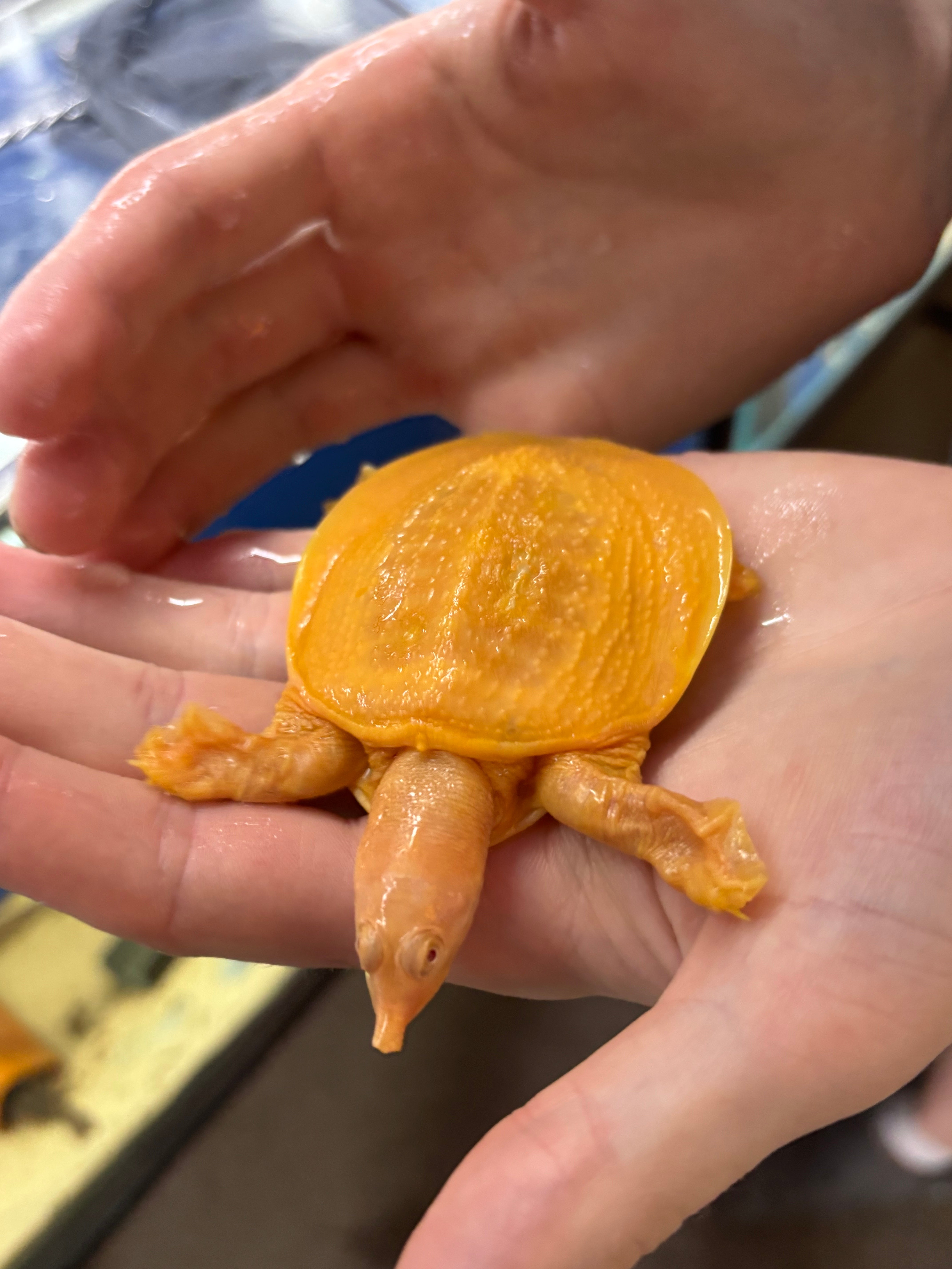 Albino Softshell Turtle 8cm