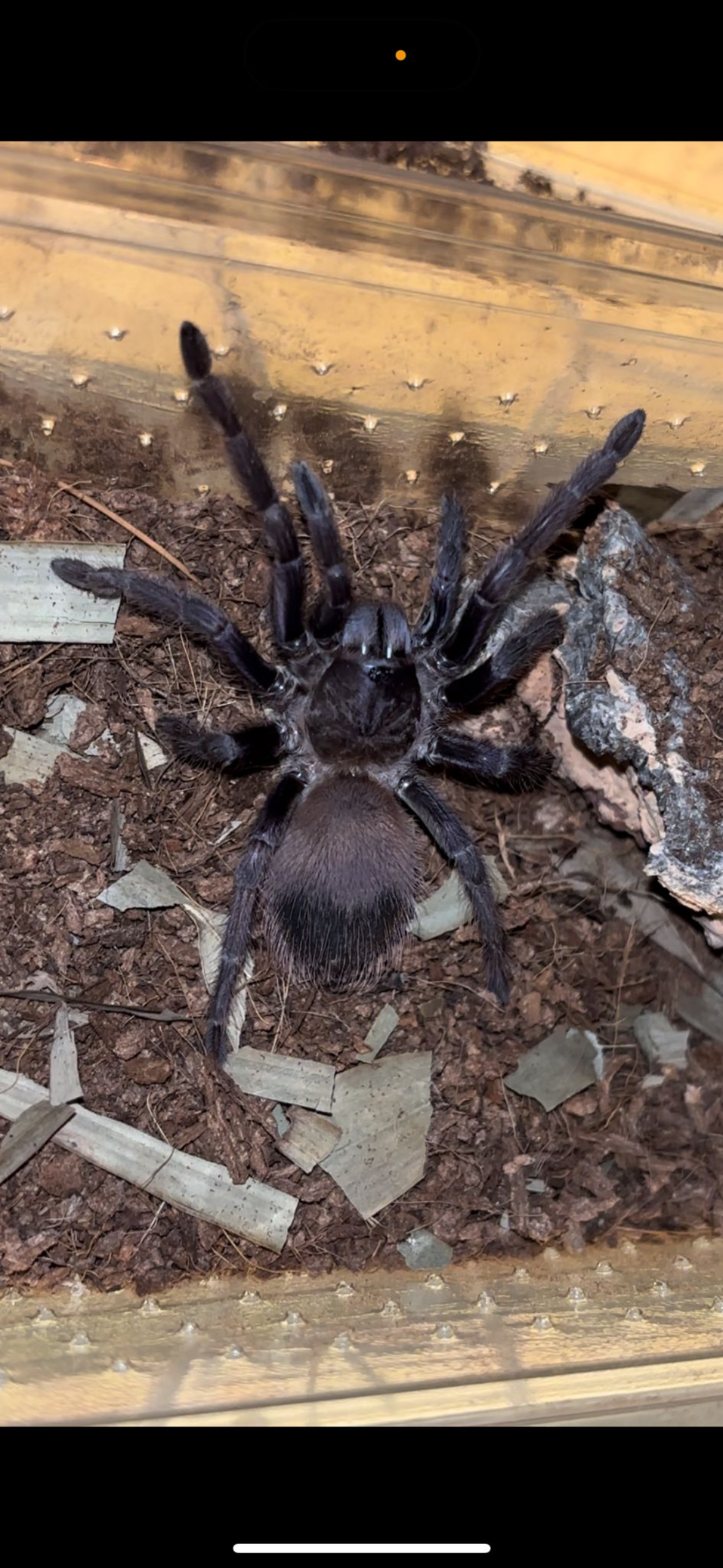 Brazilian Blue Tarantula