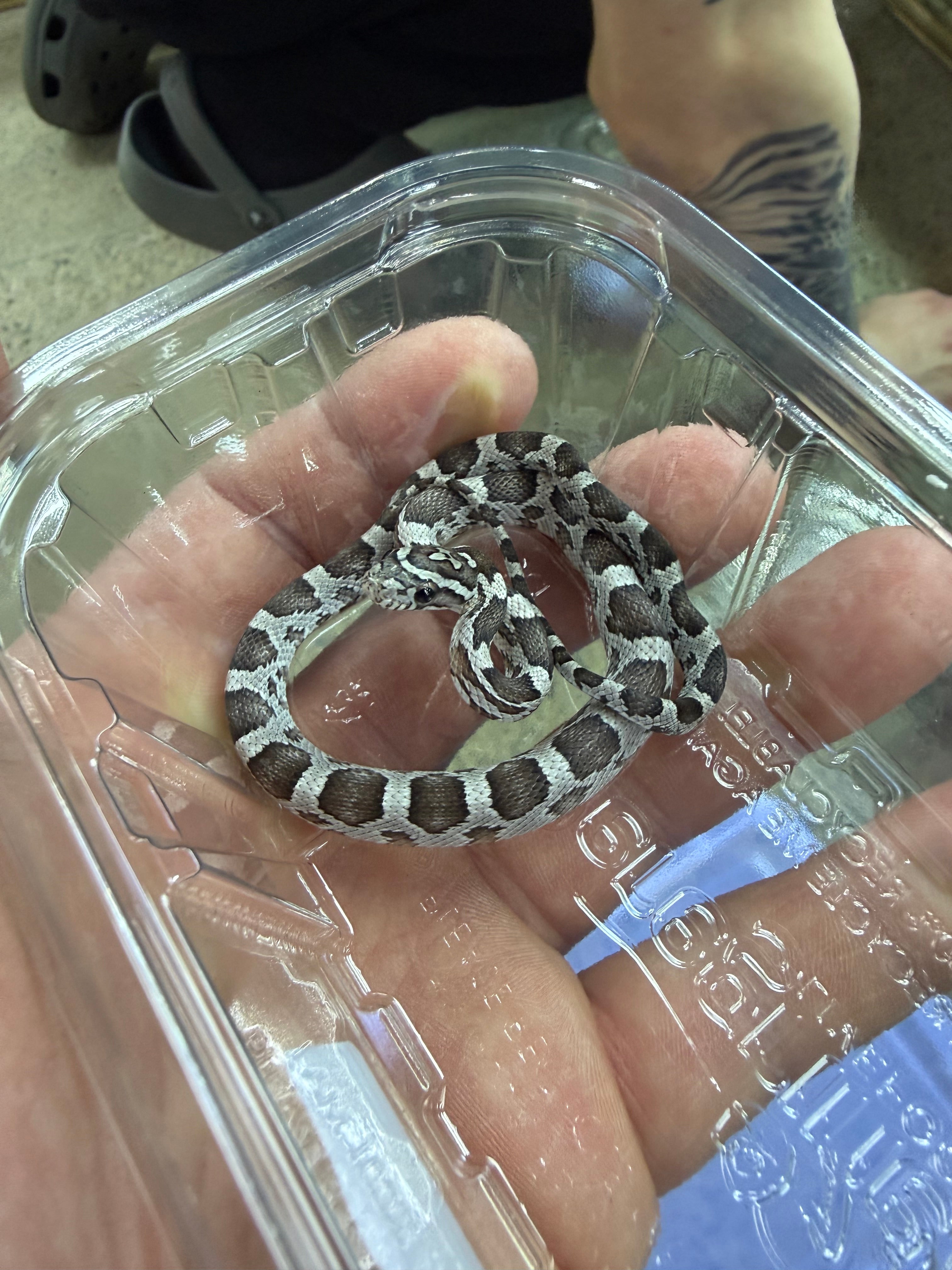 Anery Corn Snake CB26