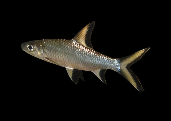Silver Shark 5-6cm - Tropical Supplies North East