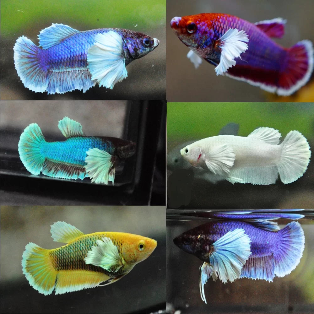 Assorted Dumbo Female Betta 4cm