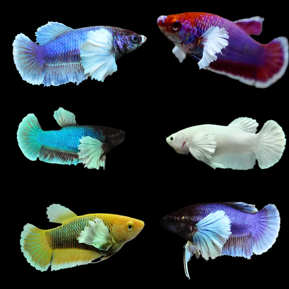 betta fish gel accessories Assorted Dumbo Female Betta 4cm
