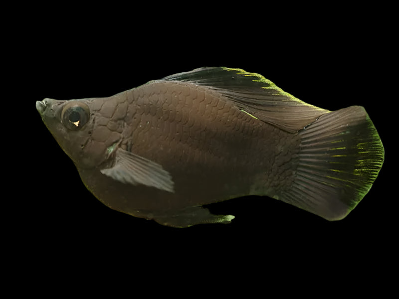 Black Balloon Molly 3cm - Tropical Supplies North East