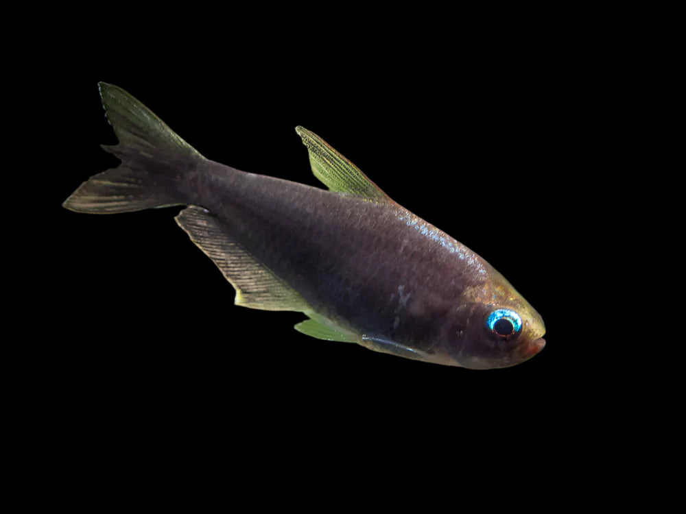 Black Emperor Tetra 3cm - Tropical Supplies North East